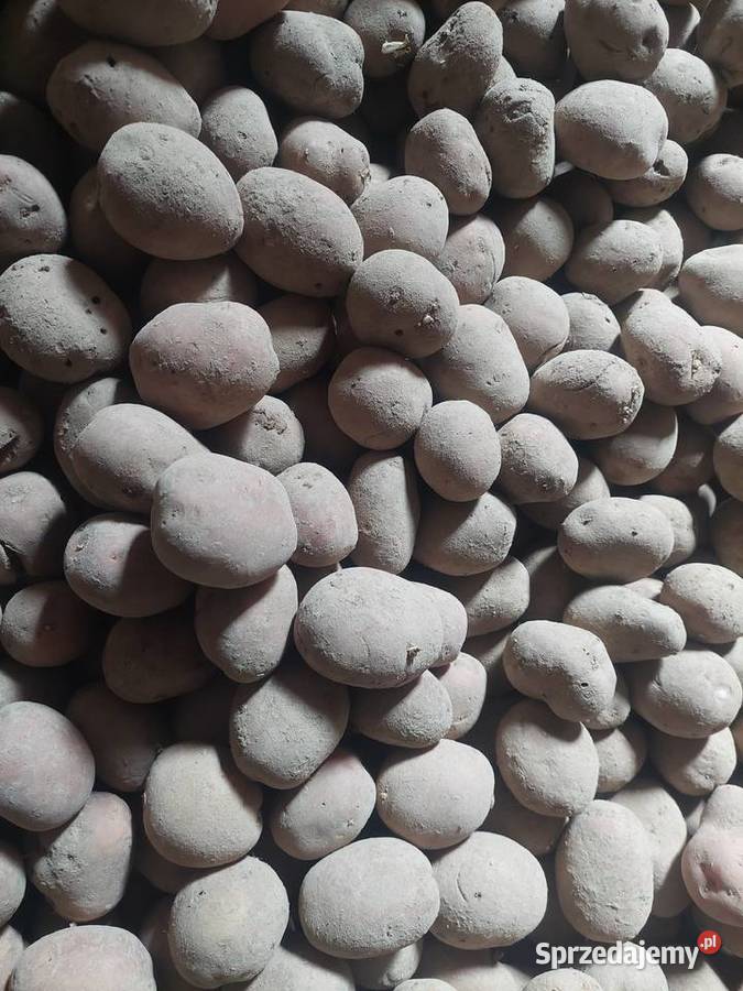 Ziemniak odpadowy sadzeniaki belarosa lubelskie Wola Studzieńska-Kolonia