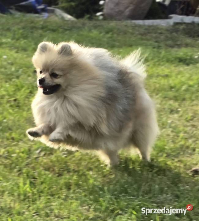Pomeranian szpic miniaturowy zkwp FCI Piątkowisko sprzedam