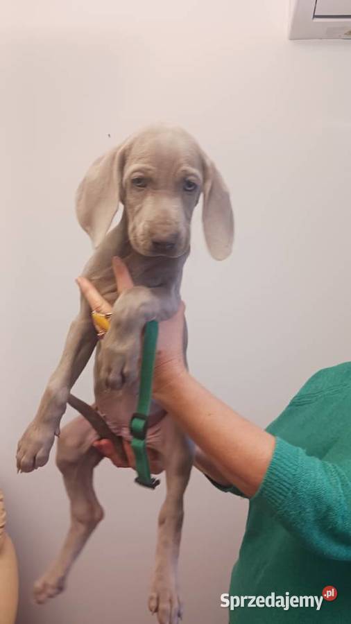 Wyżeł weimarski szczenięta rodowodowe ZKwPFCI Puławy sprzedam