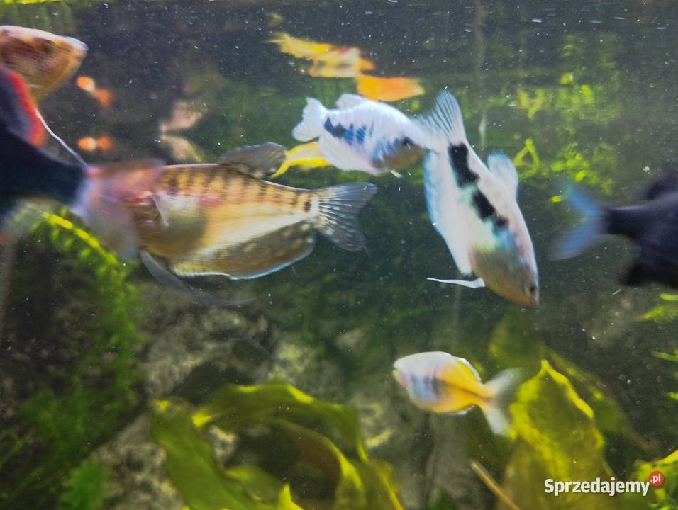 Gurami złote i marmurowe Ryby akwariowe rybki Ryby Wygoda sprzedam