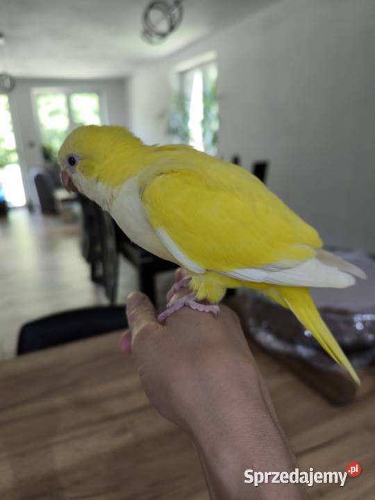 Mnicha nizinna ręcznie karmioną Ulanica