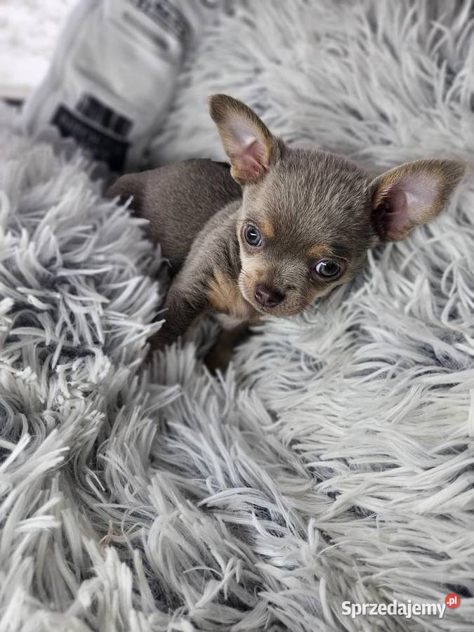 Mini piesek chihuahua dolnośląskie Wrocław