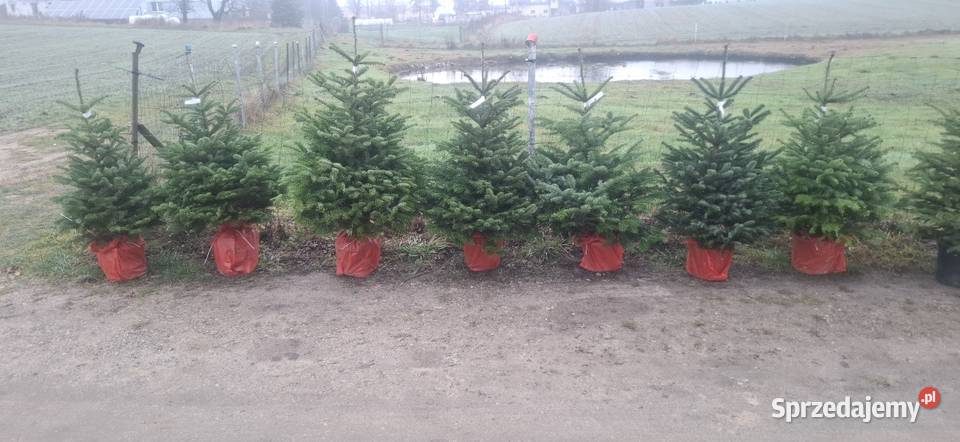 Jodla kaukaska choinki świerk doniczka