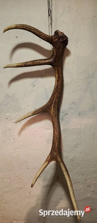 Poroże wielkopolskie Gostyń