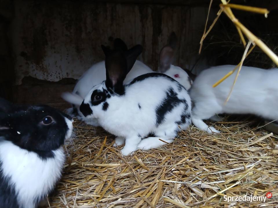 Króliki samce samice 6 i 7 miesieczne mieszańce Wielopole Skrzyńskie