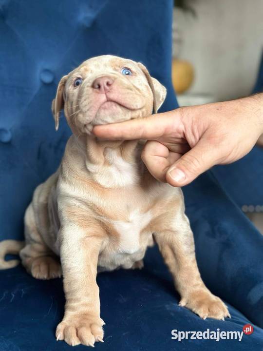 AMERICAN BULLY XL PREMIUM Warszawa