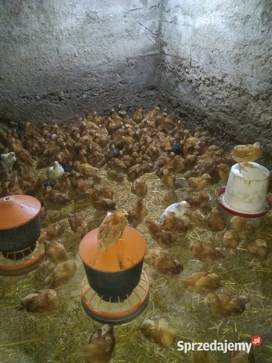 Kurczaki 5tygodni odchow wlasny Kolno
