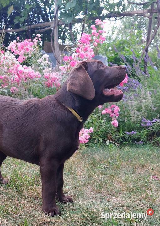 Labrador czekoladowy szczenię Bogumiłowice
