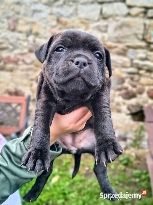 Staffordshire bull terrier mazowieckie