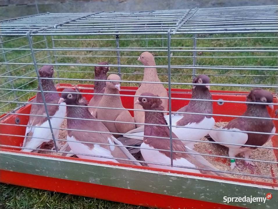 Gołębie Ozdobne różne gatunki Blachownia