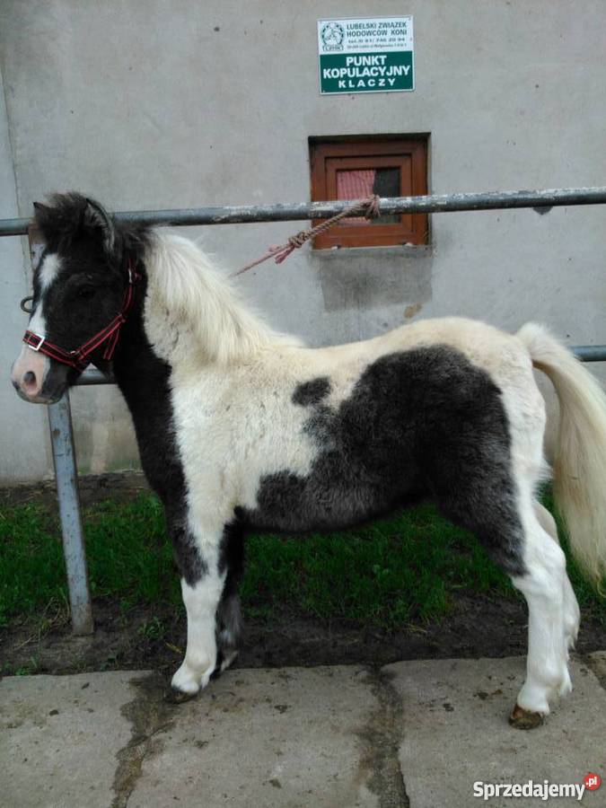 kuc kucyk źrebak sprzedam