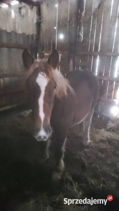 Sprzedam ogierka zimnokwistego