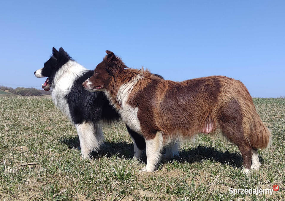 Rasowy Pies Border Collie TOMI z pełną dok z Iwonicz