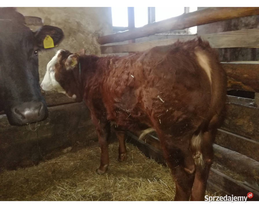 Sprzedam Odsadki Mięsne Byczek i 2 Jałówki Czaryż