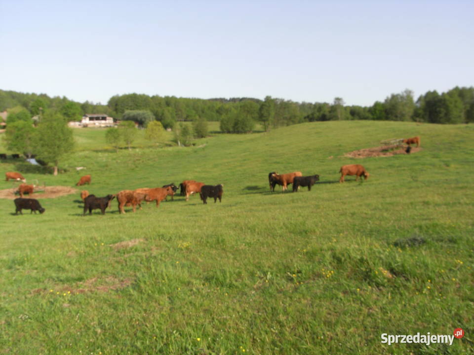 Krowy stado mięsne mieszańce Dźwierzuty