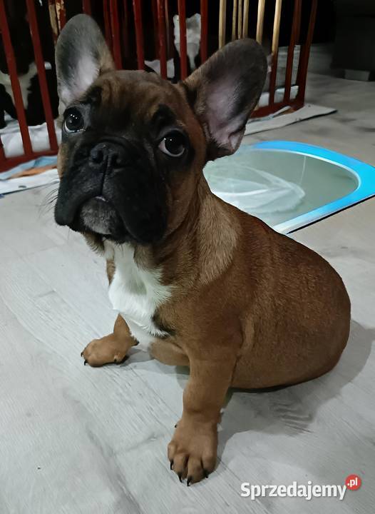 Buldog Francuski Szczenięta Moszczenica sprzedam