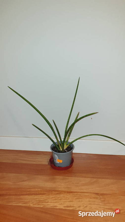 Sansewieria sansa cylindryczna duża wysokość 35 Warszawa