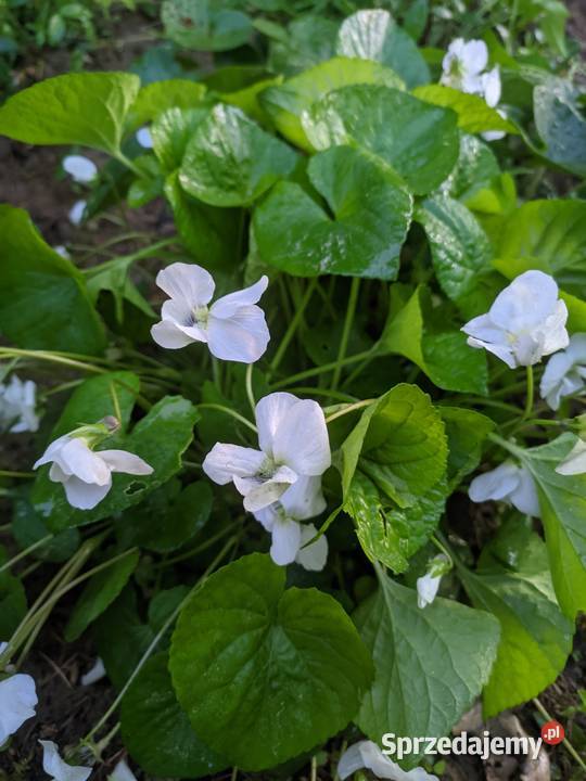 Fiołek Motylkowy Biały Alba Lublin
