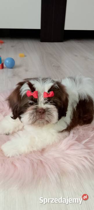 Gotowa do odbioru suczka rasy ShihTzu Kępno sprzedam
