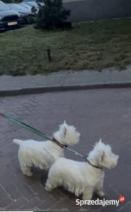 West Highland White Terrier szczenięta ZKwP a i łódzkie Łódź