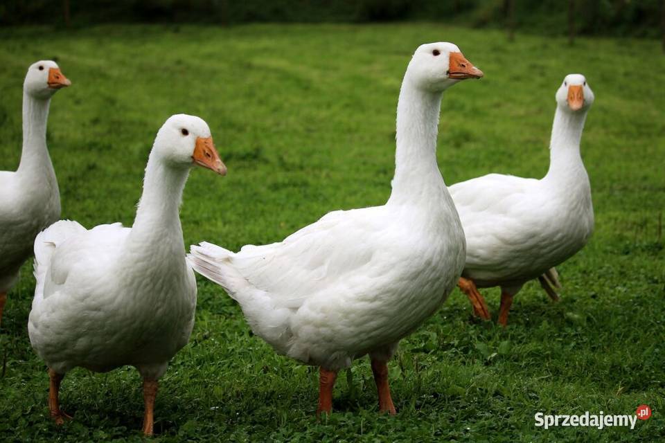 Sprzedam gęsi Kolbuszowa