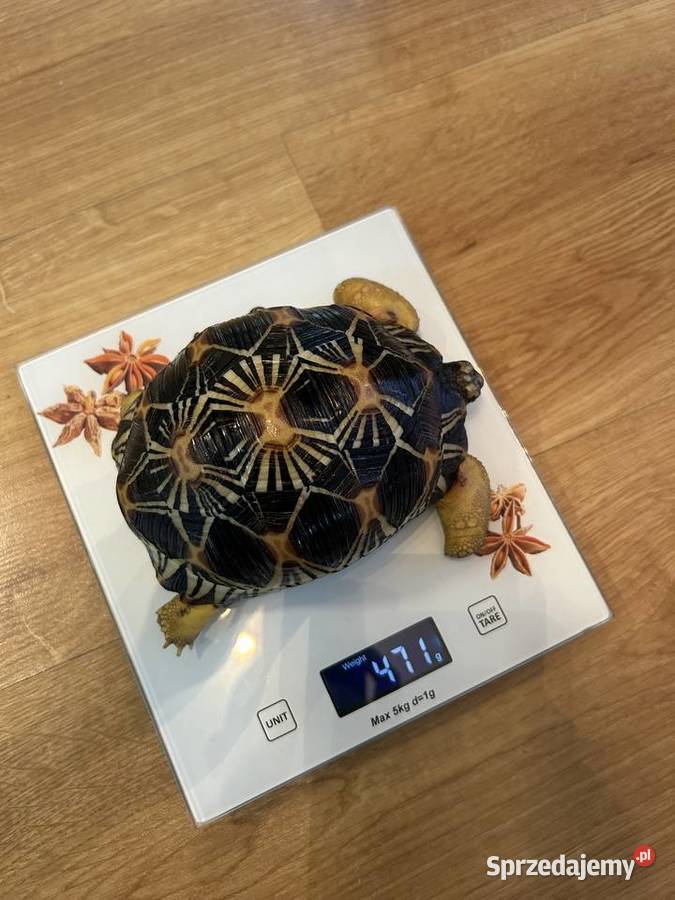 ŻÓŁW PROMIENISTY Astrochelys radiata Rzeszów