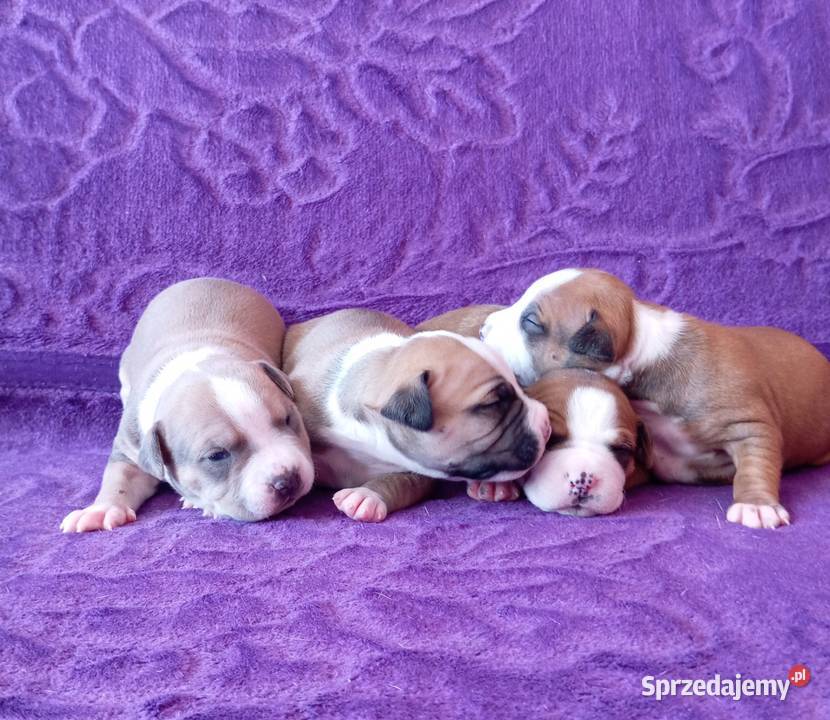 American Staffordshire Terrier Warszawa