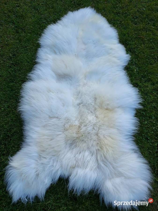 Skóra Owcza GIGANT Naturalna XXXXL Dywan Skóry Szaflary