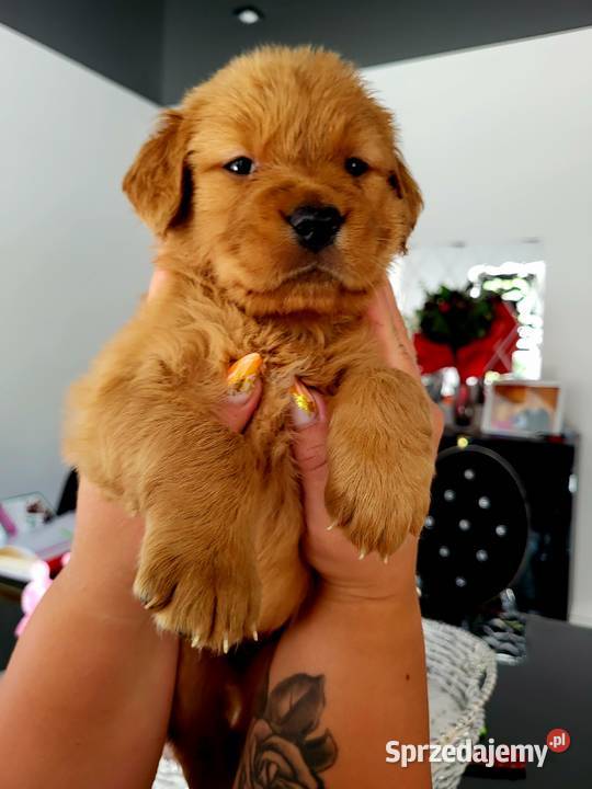 Golden retriever gotowe na nowy domek Poręba sprzedam