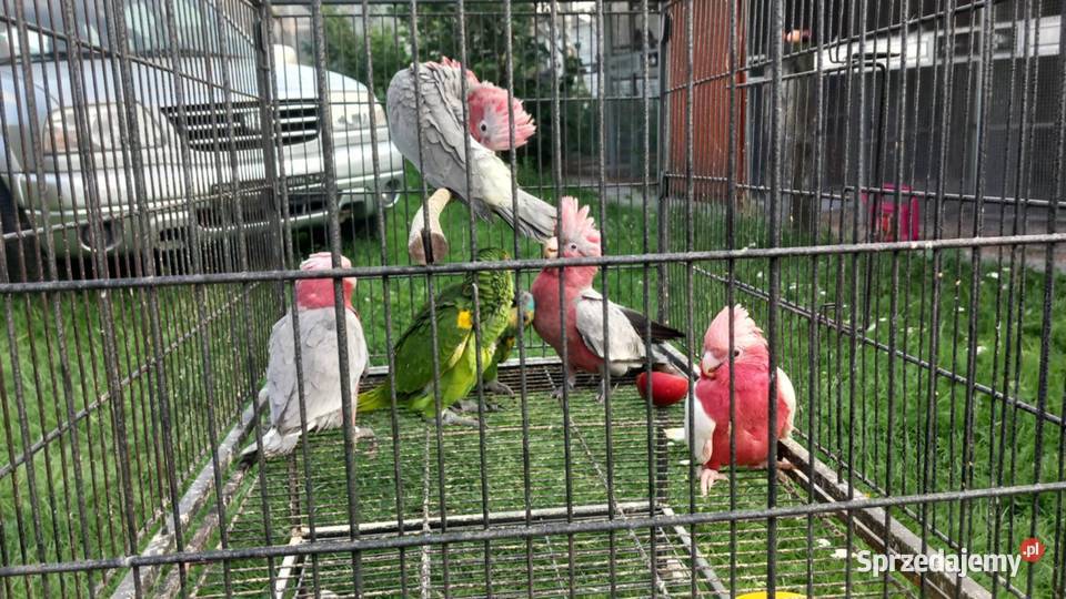 Kakadu różowe Tuszyn sprzedam