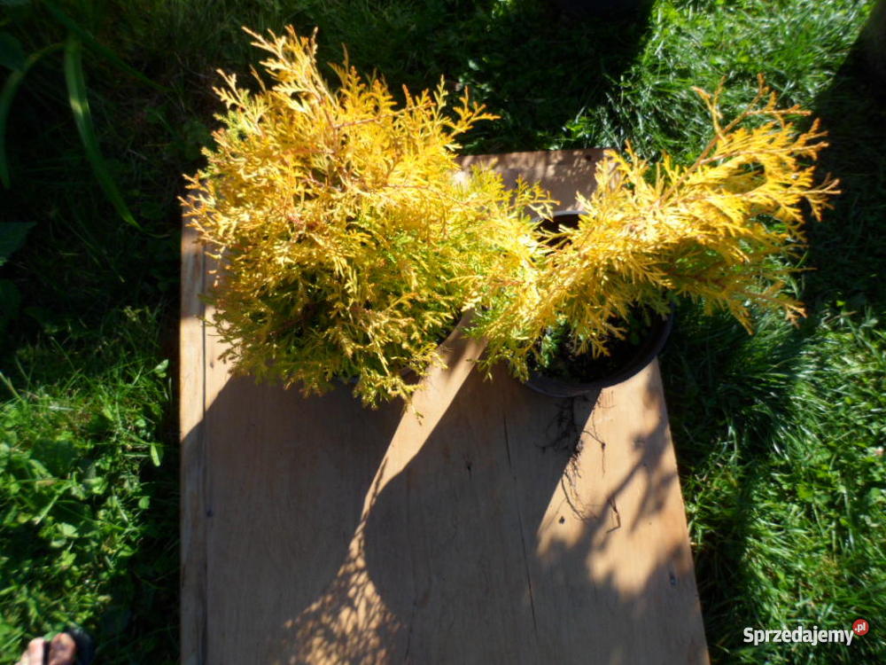 Krzewy ozdobne iglaki