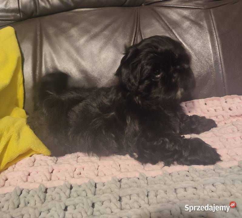 Shihtzu czarna suczka Kolbuszowa