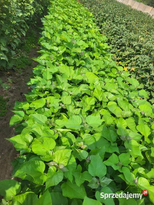 Sadzonki morwy biała czarna hibiskusa i Katalpa Końskowola