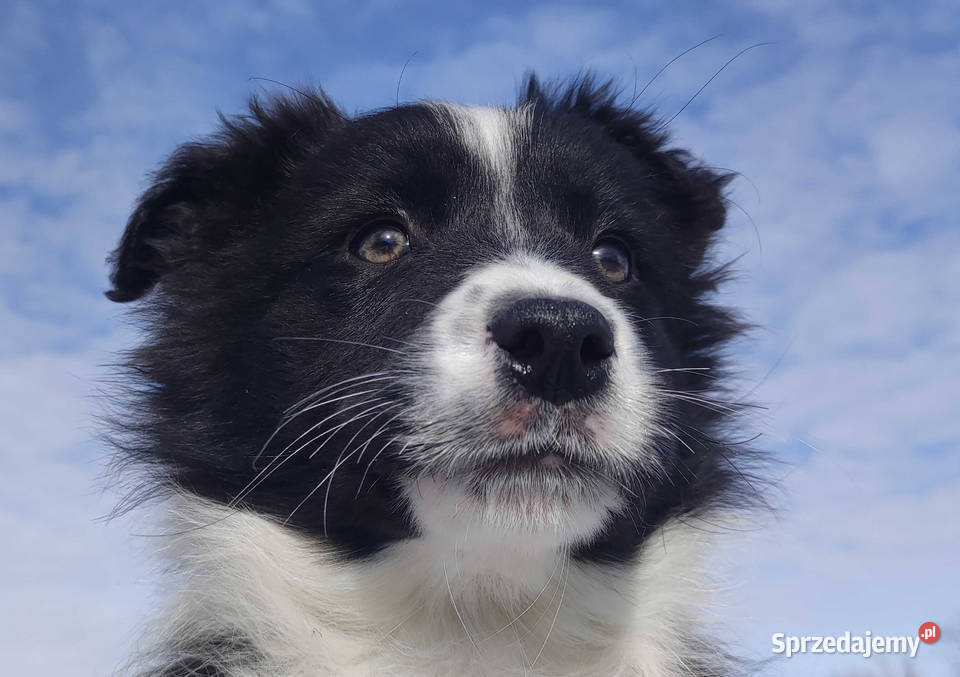 Suczka Border Collie z pełną dok Rasowa z Iwonicz
