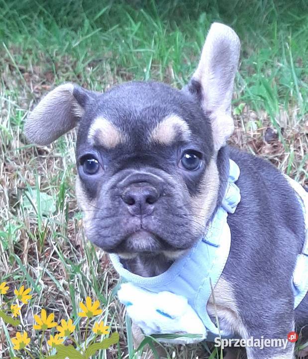 Buldog francuski piekne suczki