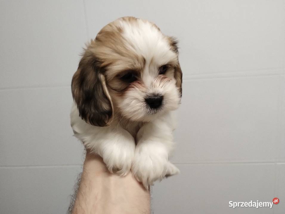 Schweenie Jamnik Shihtzu Żychlin