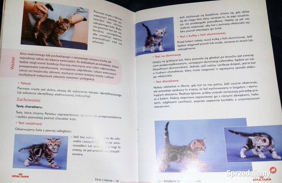 Życie z kotem Opieka i wychowanie Renner Lenfant lubelskie Chełm sprzedam