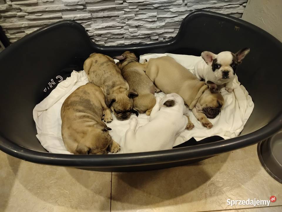 Buldog francuski Toruń