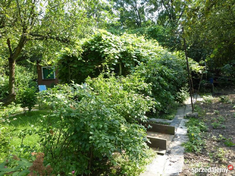 Dzialka ROD w centrum Krakowa zagospodarowana Grunty i działki