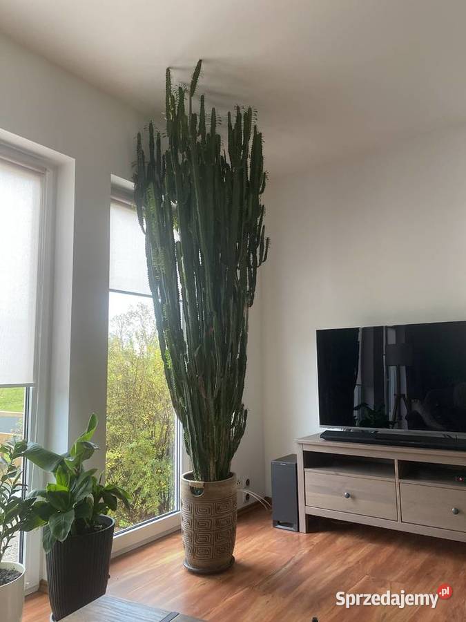 Ogromny i imponujący wilczomlecz do dużego Szczecin sprzedam