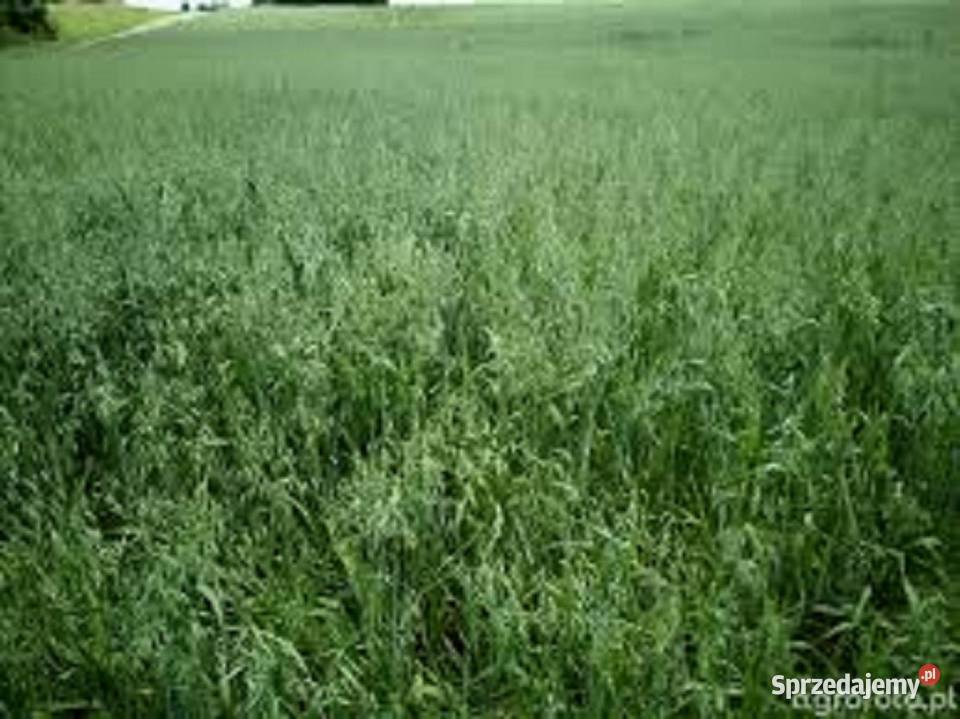 Owies Bingo ekologiczny Małogoszcz