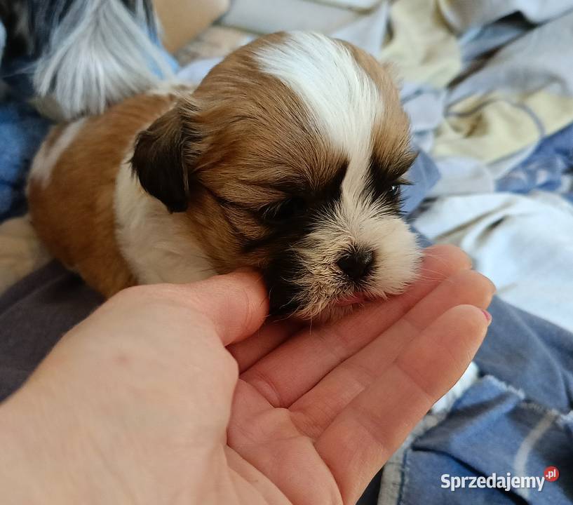 Szczenięta shihtzu polecają się do rezerwacji Włocławek sprzedam