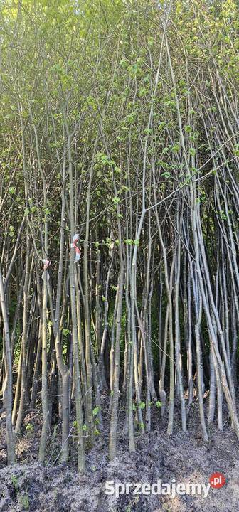 Sadzonki lipy drobnolistnej 810 Drzewo Wisznice