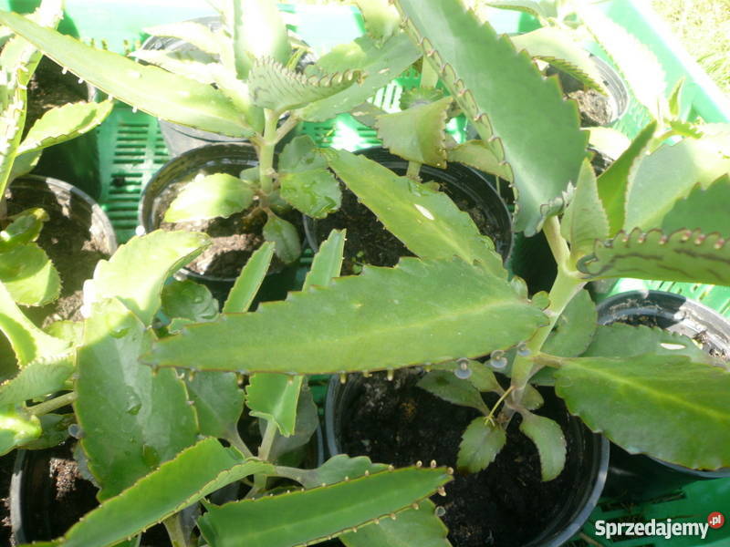 Żyworódki pierzaste piękne rośliny eko