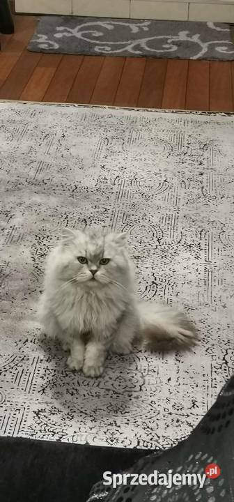 Reproduktor Brytyjski długowłosy FPL Brytyjski Myszków