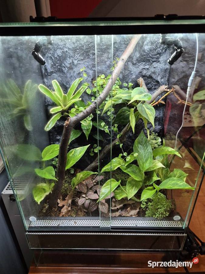 Terrarium Tropikalne 40x40x60 Oświęcim