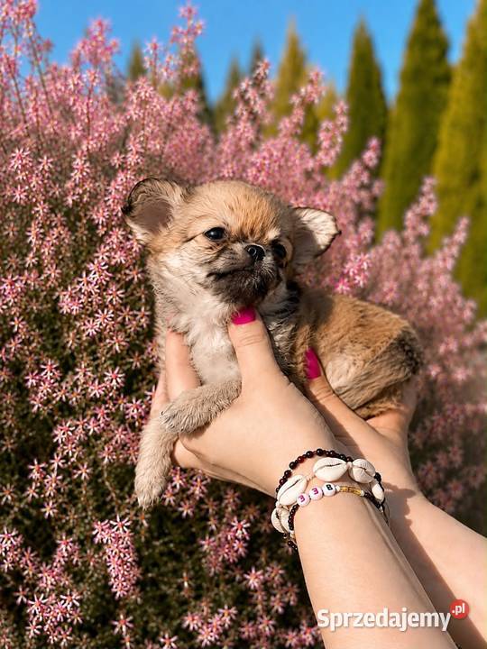 Chihuahua szczenięta FCI łódzkie Bełchatów