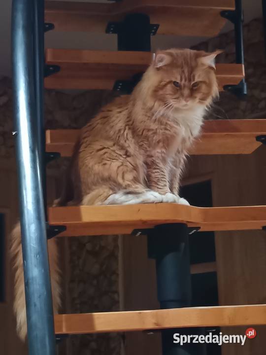 Kotka jedną szylkretka druga ruda Maine coon z