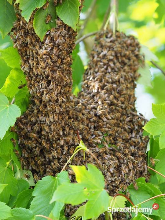 ODKŁAD ODKŁADY PSZCZELE RODZINY REZEWACJE na małopolskie Kraków sprzedam