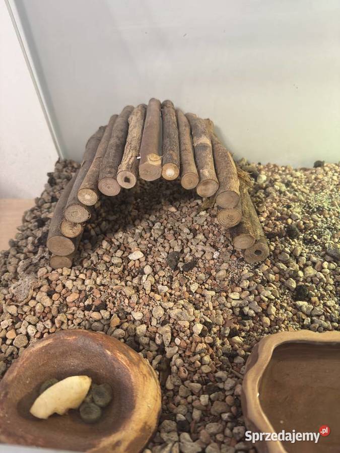 Żółw grecki lądowy Testudo Hermanni Lublin